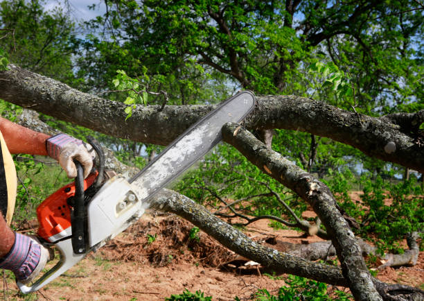 The Steps Involved in Our Tree Care Process in Houston, MS